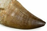 Fossil Rooted Mosasaur (Thalassotitan) Tooth - Morocco #345201-2